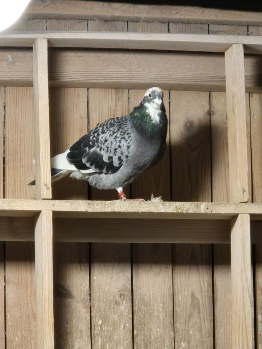 Sprzedam młode gołębie