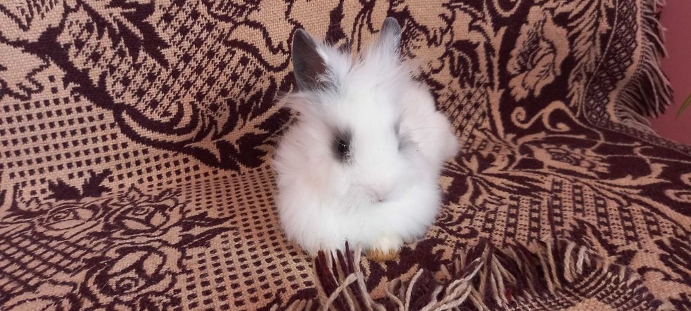 Słodki króliczek angora angielska