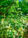 Diversas plantas/flores. 50€ cada