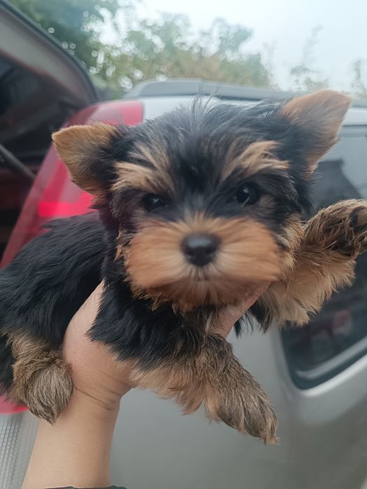 Мини  дочки и сыночек от папы Чемпиона !