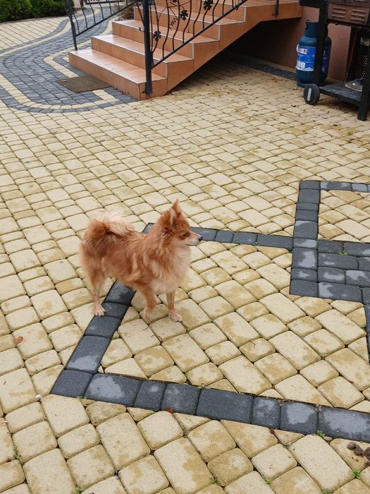 Szpic niemiecki śliczny piesek