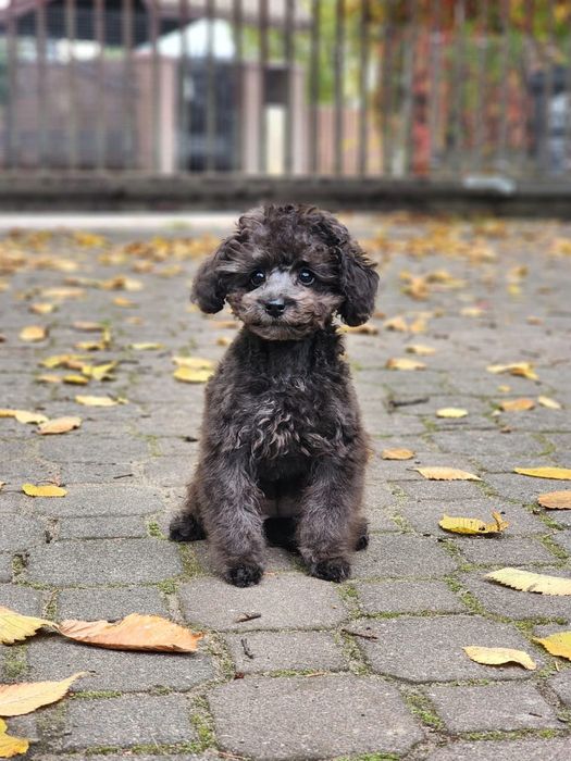 Suczka toy pudel szara malutka ( teacup)