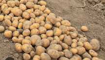 Ziemniaki ekologiczne 1,80zł/kg