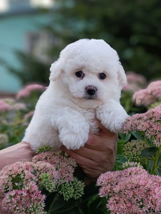 Ласковая и игривая Бишон фризе.