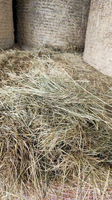 Siano dla KONI i BYDŁAw belach bele  125 CM