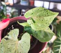 Syngonium Grey Ghost