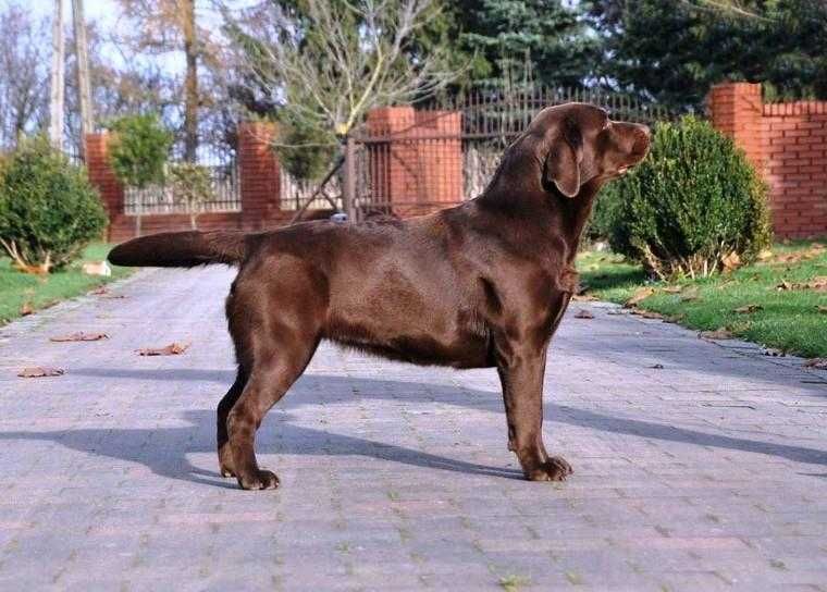 Labrador Retriever szczenie z rodowodem ZKwP, FCI Badania Genetyczne