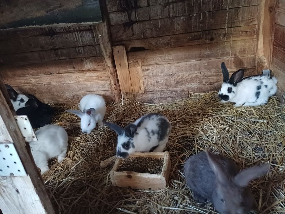 Króliki młode samce samice