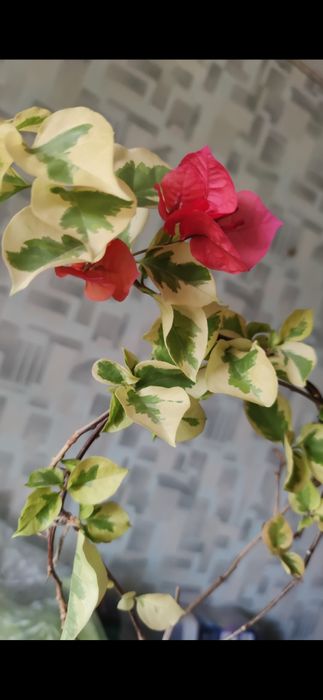 Пассифлора , бугенвиллии разные