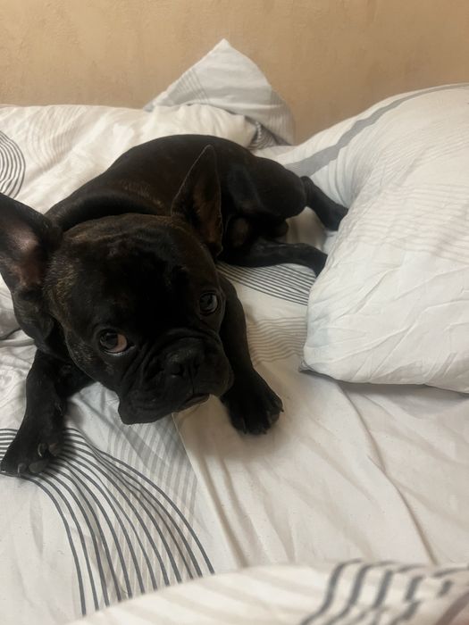 Первая вязка французкого бульдога