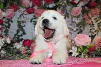 Suczka rasy Golden retriever FCI ZKwP