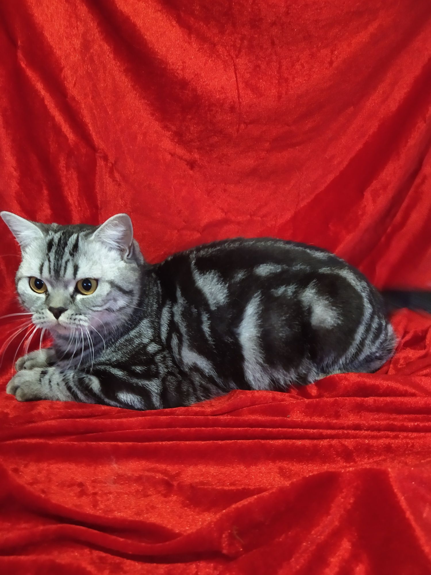 Вязка мраморный молодой котик мрамор на серебре