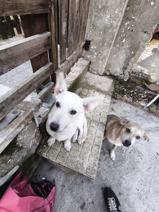 Duas bebés para adopção