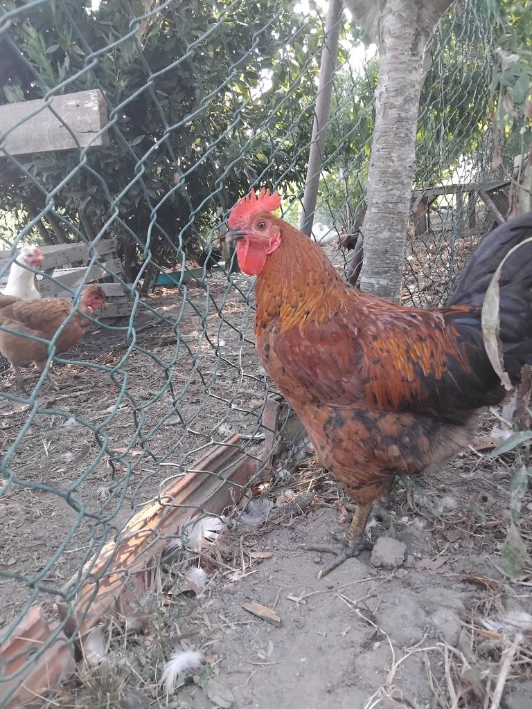 Galo, 6 meses, ativo