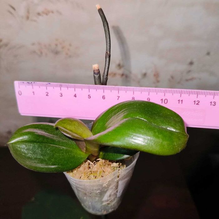 Домашня орхідея дітка бігліп креветка орхидея