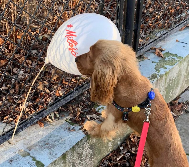 Petsitter Warszawa, opieka nad psem i kotem, domowy hotel dla psa