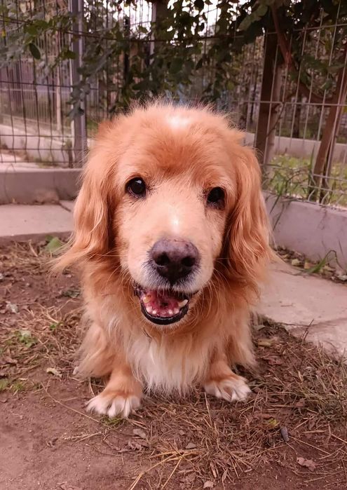 Rudzielec Pysio szuka kochającego domu