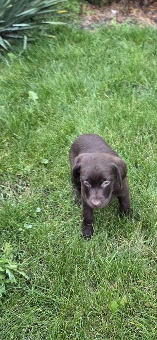 Labrador retriver czekolada