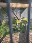 Casal de aestivas xanthopteryx 2024