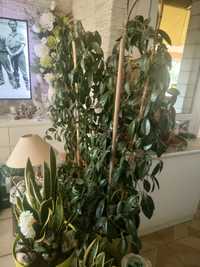 Hoya carnosa dwie rosliny