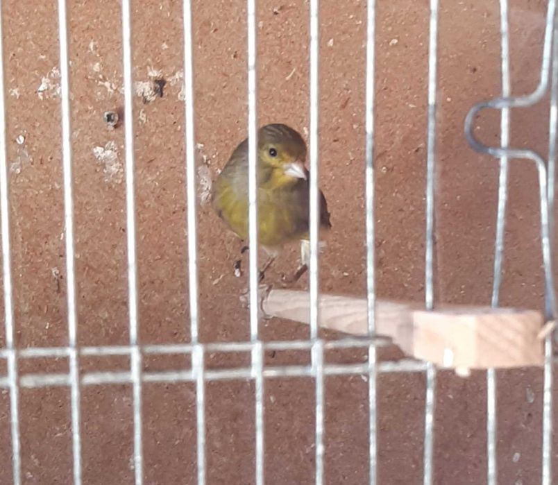 Lote de canários ou venda individual + trio de canários de Moçambique