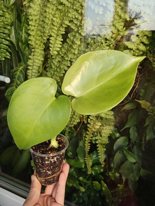 Монстера варієгатна Альба