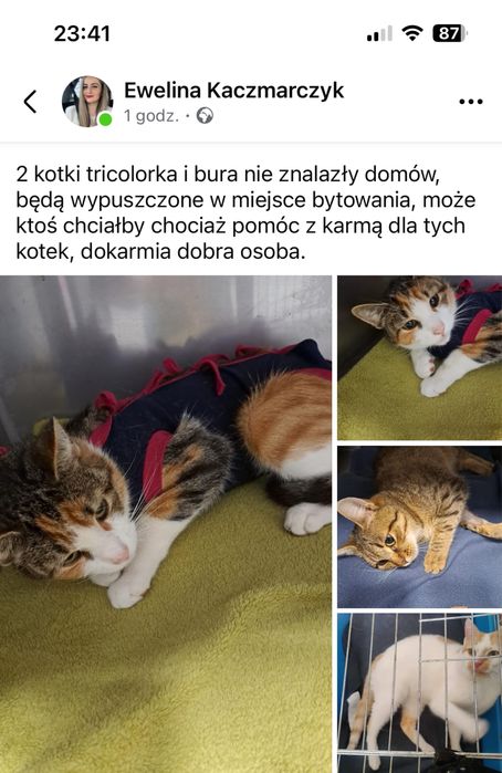 Kotki do adopcji
