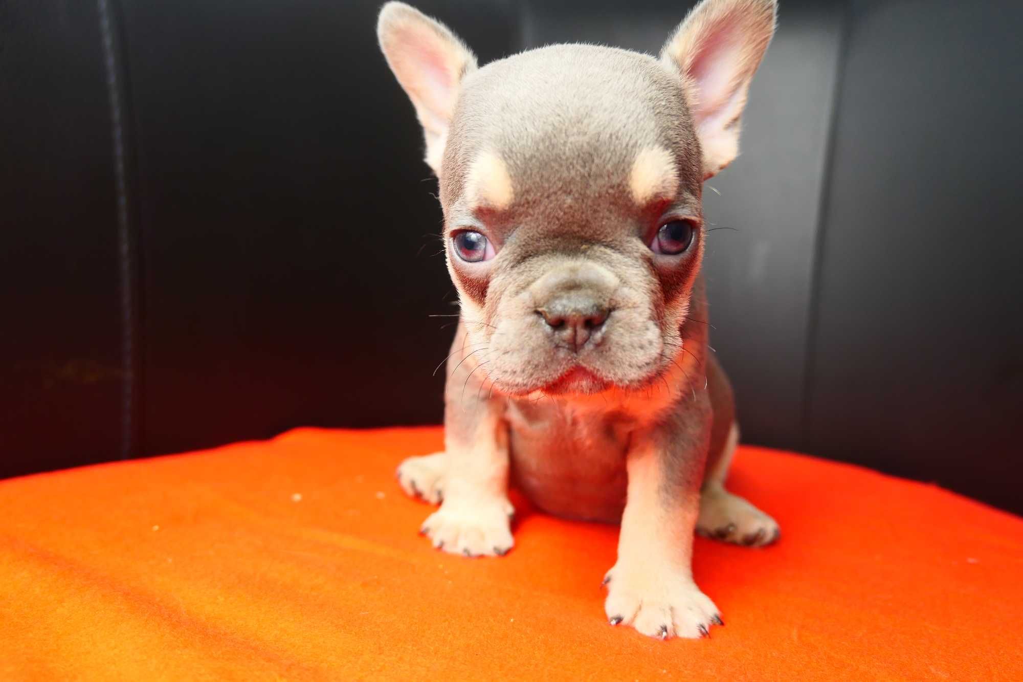 Buldog Francuski- Blue Tan