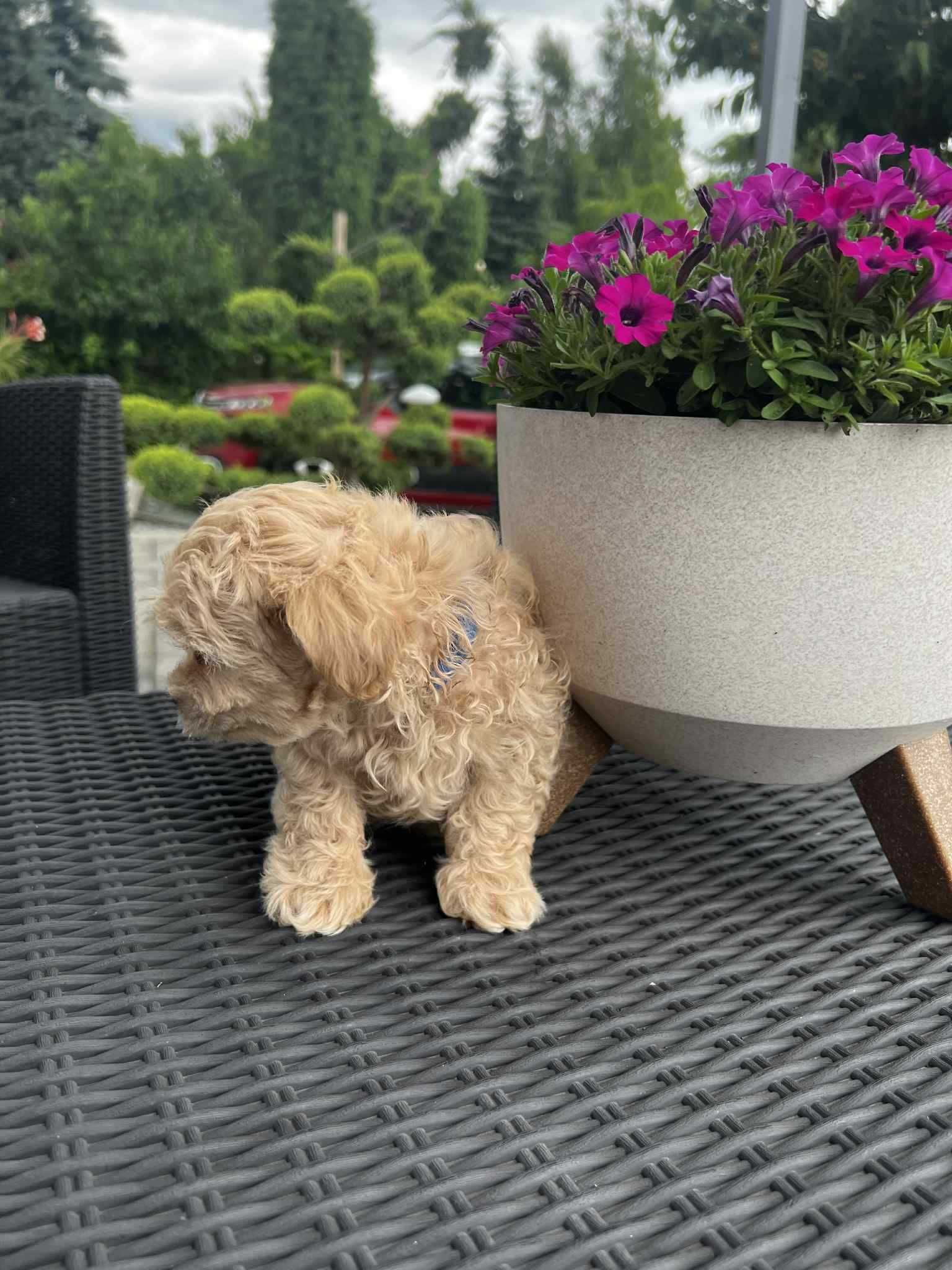 Maltipoo, piesek, karmelkowy slodki.drobny.mam Maltanczyk ,t Redtoy