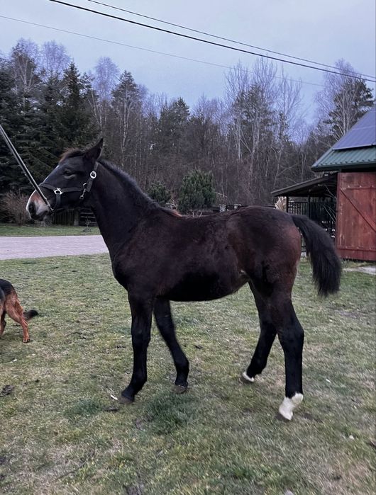 Klaczka śląska odsadek 7 miesiecy