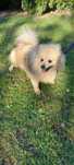 Szpic pomeranian-suczka !