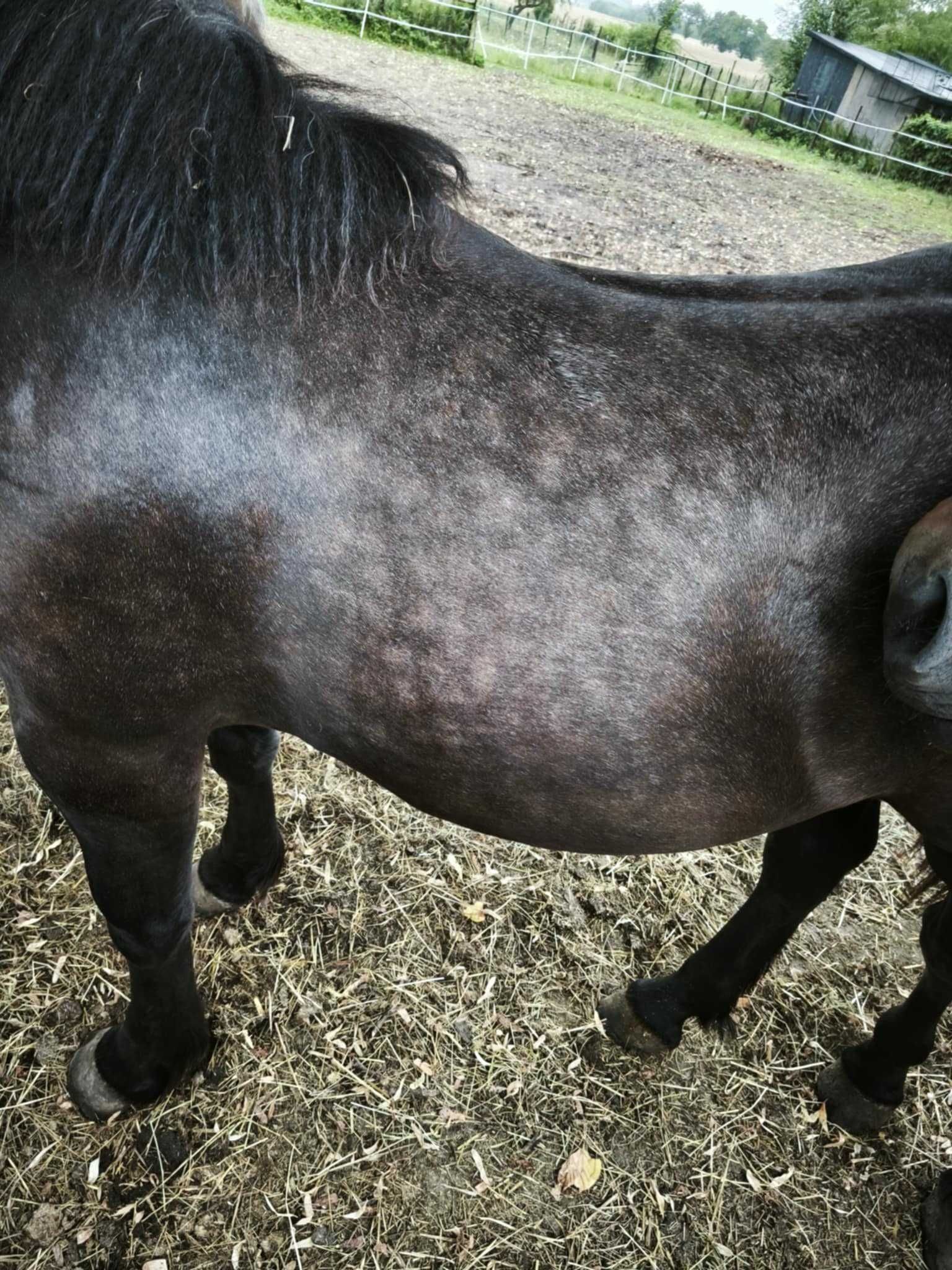 Sprzedam Źrebię Zimnokrwiste
