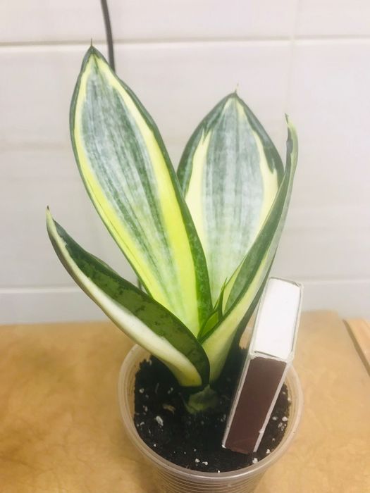 Сансевиерия Хани Грей, Зебра