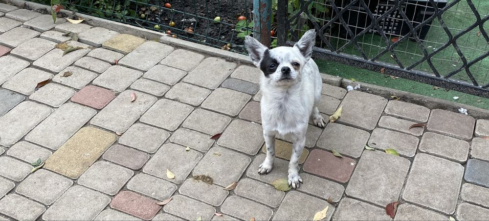 Хлопчик в крапинку,чудовий друг