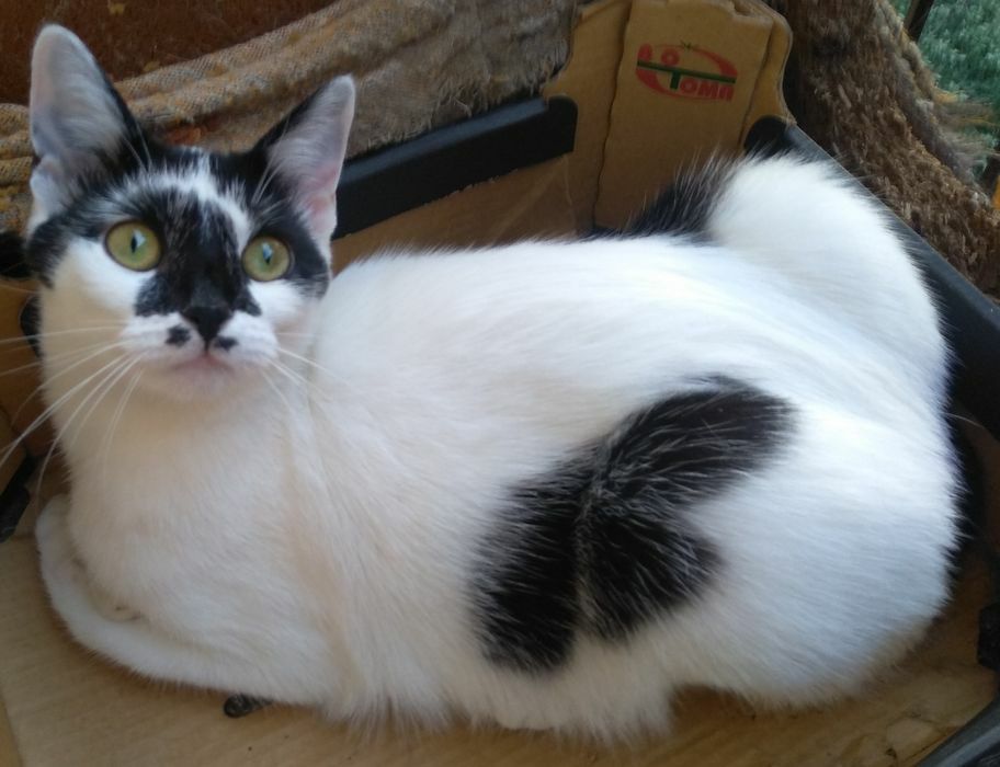 Прекрасна білосніжна киця, кішечка, кошеня