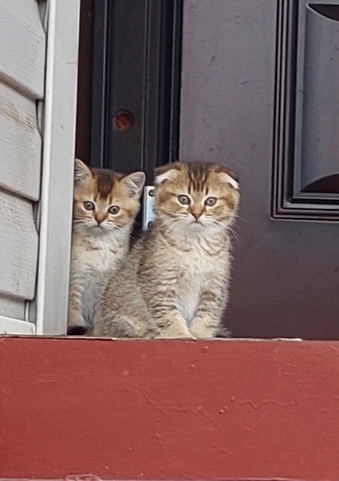 Шотландские вислоухие,  прямоухие котята