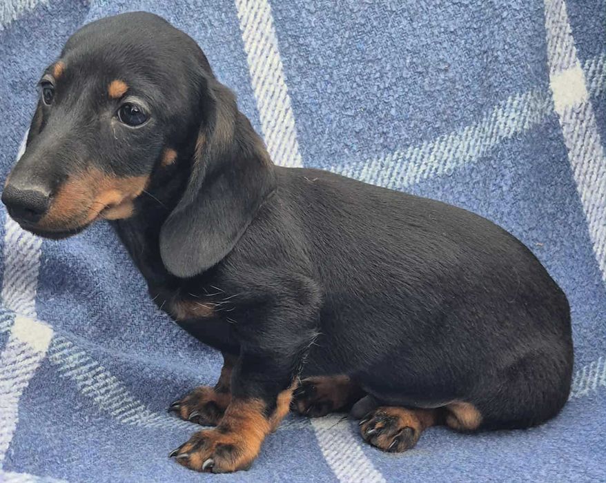 Jamnik krótkowłosy króliczy/miniaturowy ZKwP