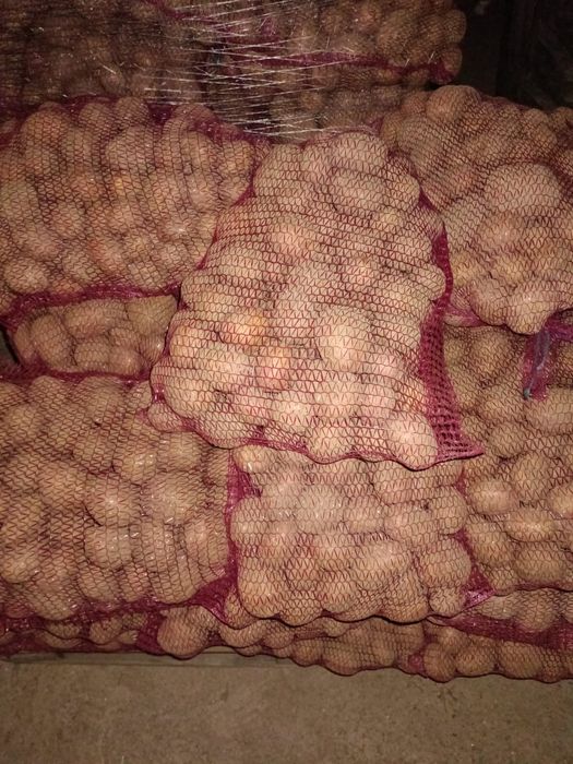 Ziemniaki Vineta Bella Rosa Queen Anna Corina
Główna › Rośliny i Zwier