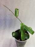 Hoya hoja rotundiflora - ukorzeniona, rosnąca sadzonka