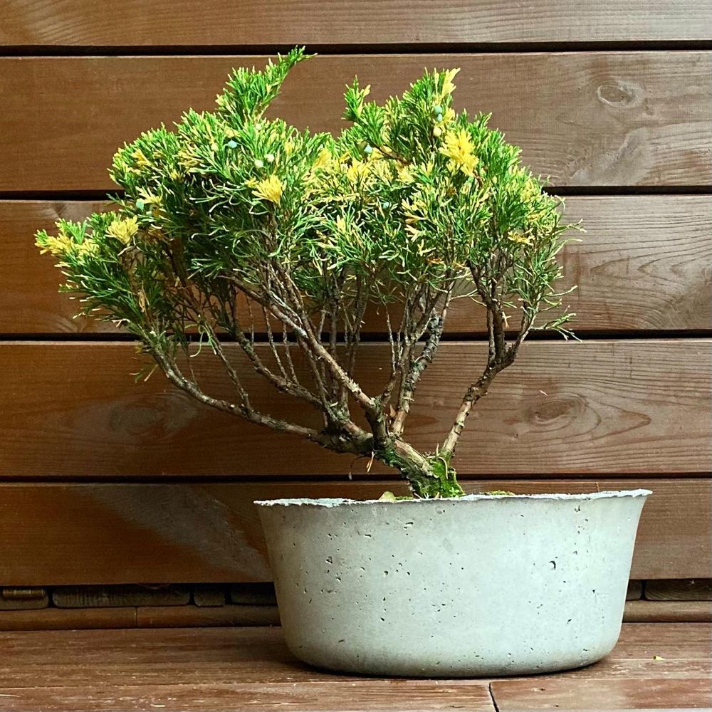 Dekoracjyne ogrodowe bonsai w unikatowej betonowej donicy