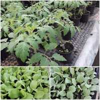 Rozsada sadzonki pomidora warzyw Skwierzyna