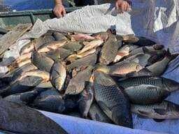 Продаж живої риби малька різних розмірів.