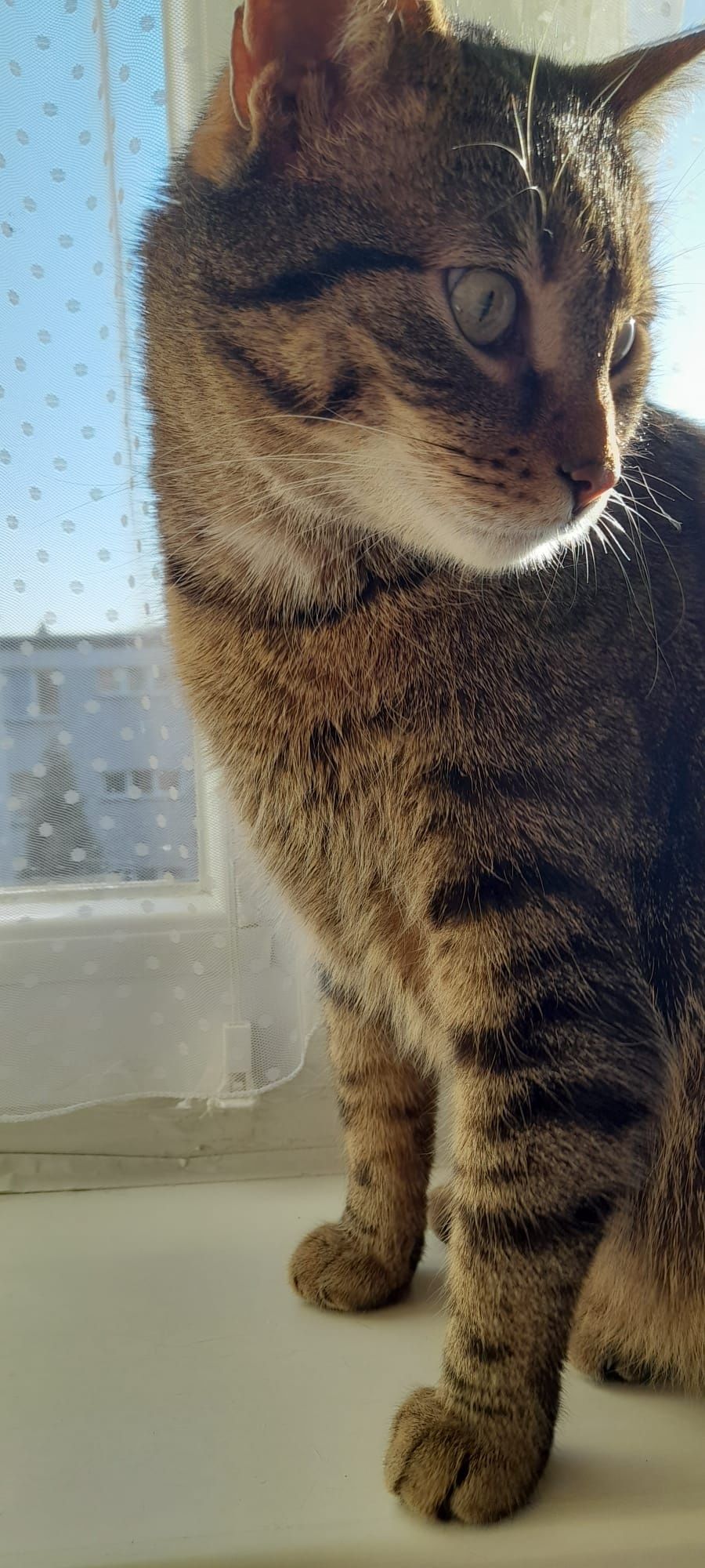Kot kotek kotka do adopcji