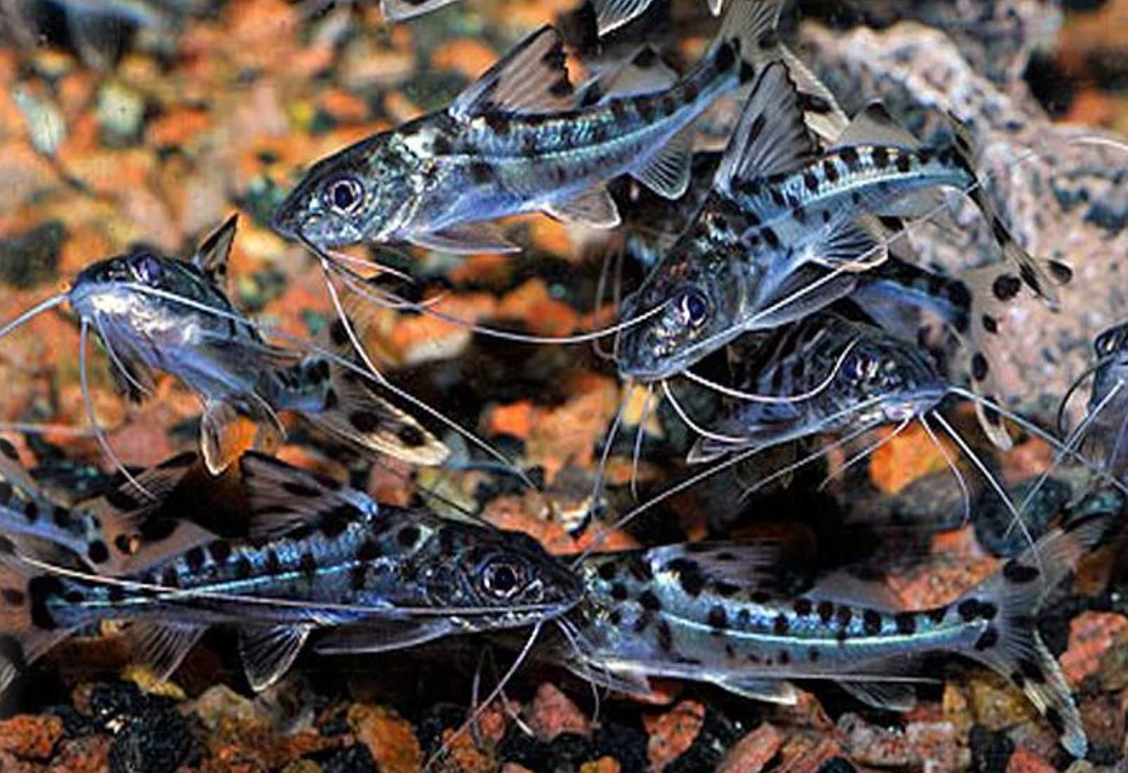 Mandi mały - Pimelodus pictus - Sumik - Sum - dowozimy, wysyłamy