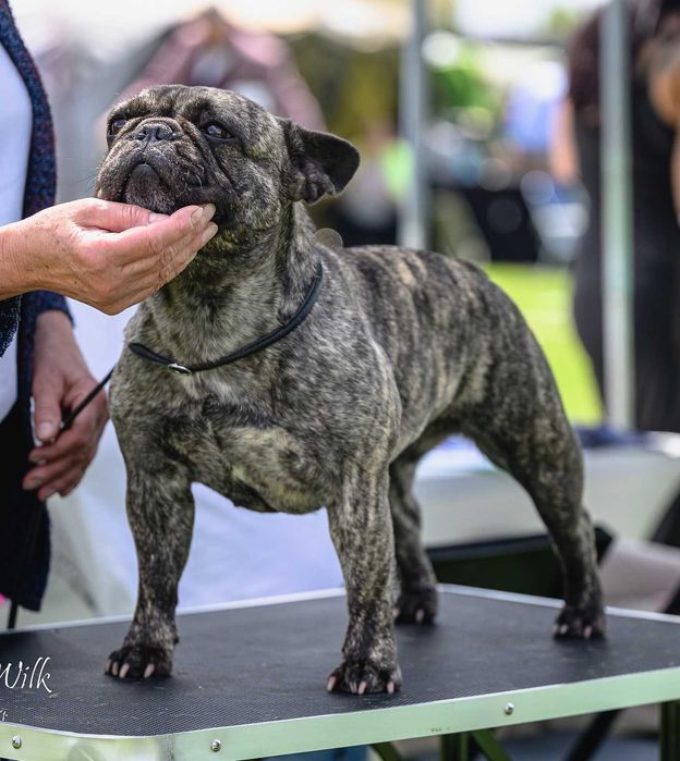 BULDOG FRANCUSKI ZKwP FCI -szczenię po Zwycięzcy Polski