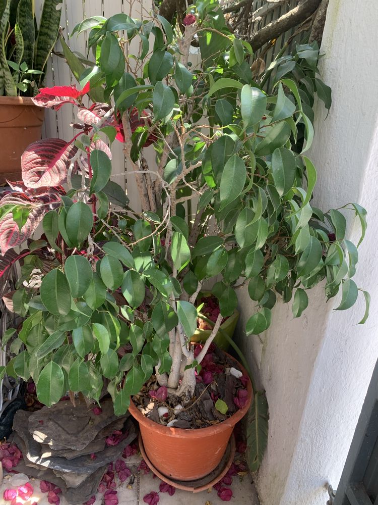 Planta decorativa interior ou exterior