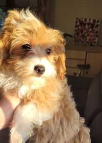 Piesek Maltipoo maltańczyk pudel toy czerwony