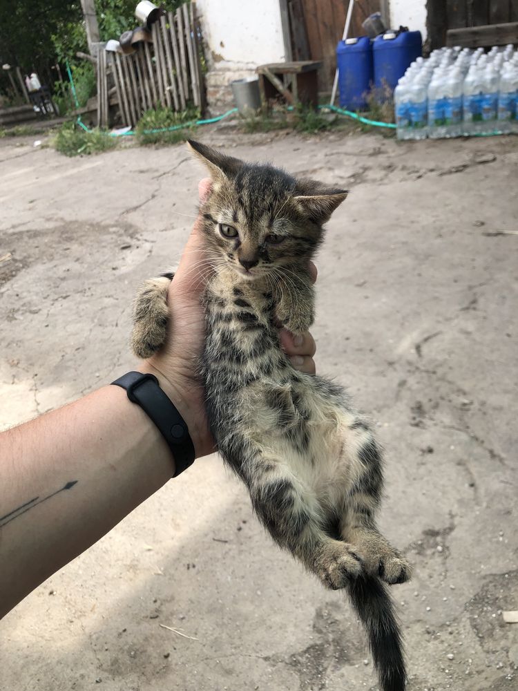 Віддам котенят в хороші руки