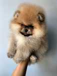 Szpic miniaturowy BOO Pomeranian ZKwP FCI