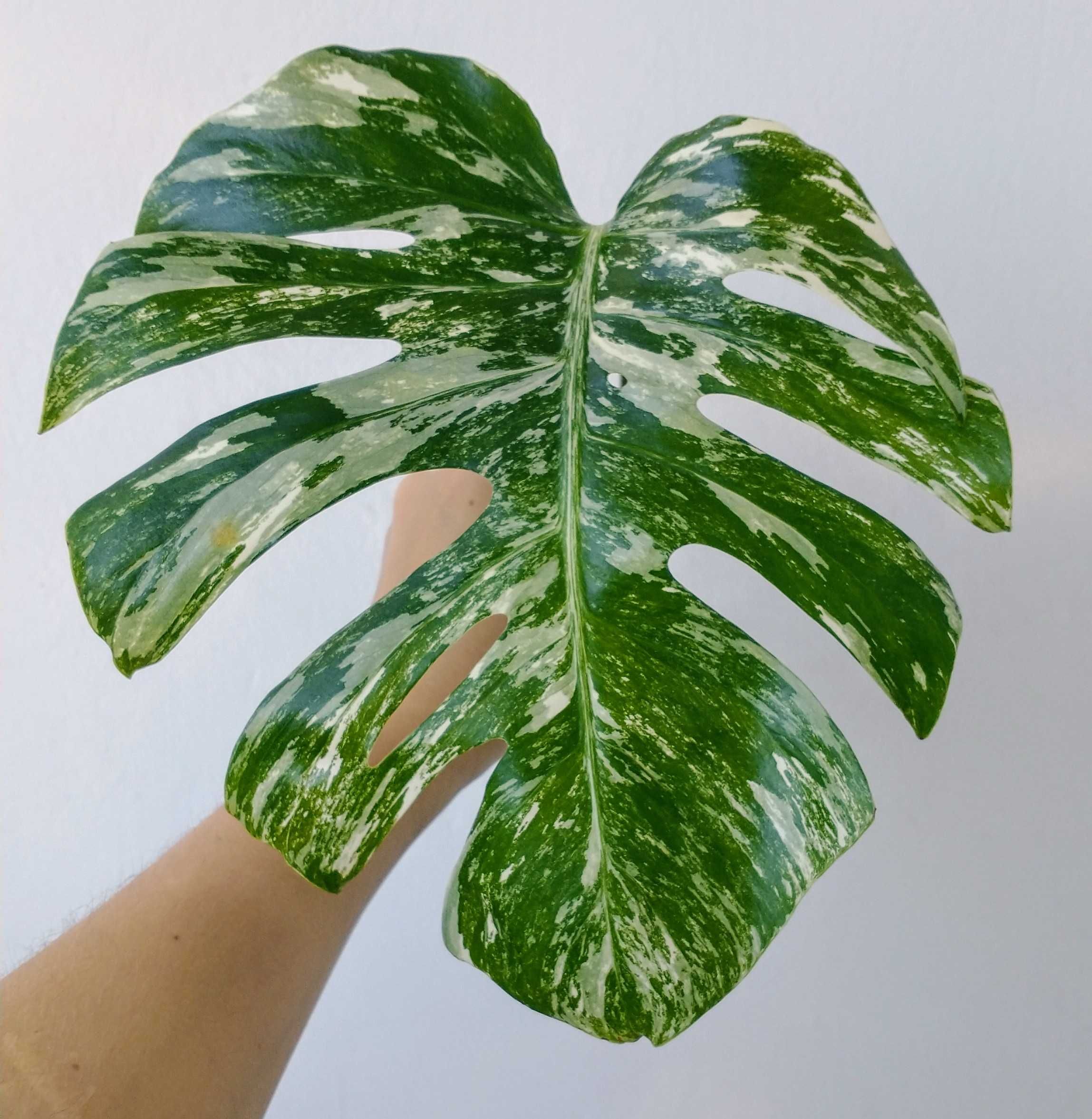 Monstery Variegata